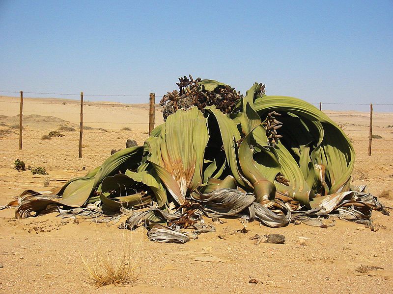 파일:external/upload.wikimedia.org/800px-Welwitschia_mirabilis%282%29.jpg