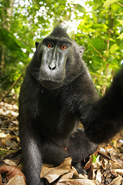 파일:Monkey Selfie.jpg