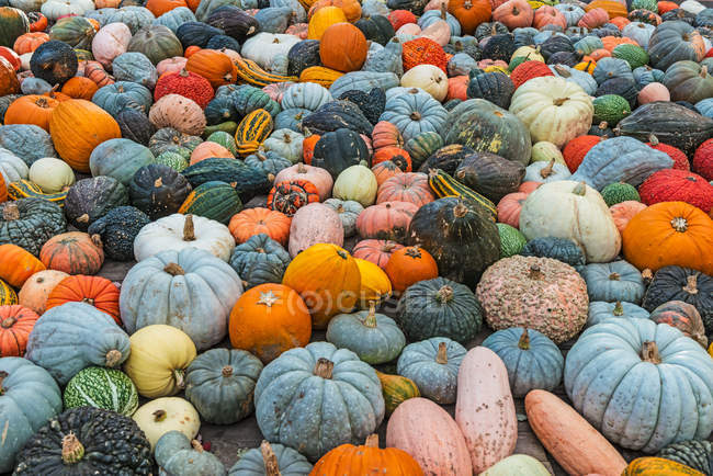 파일:pumpkins.jpg