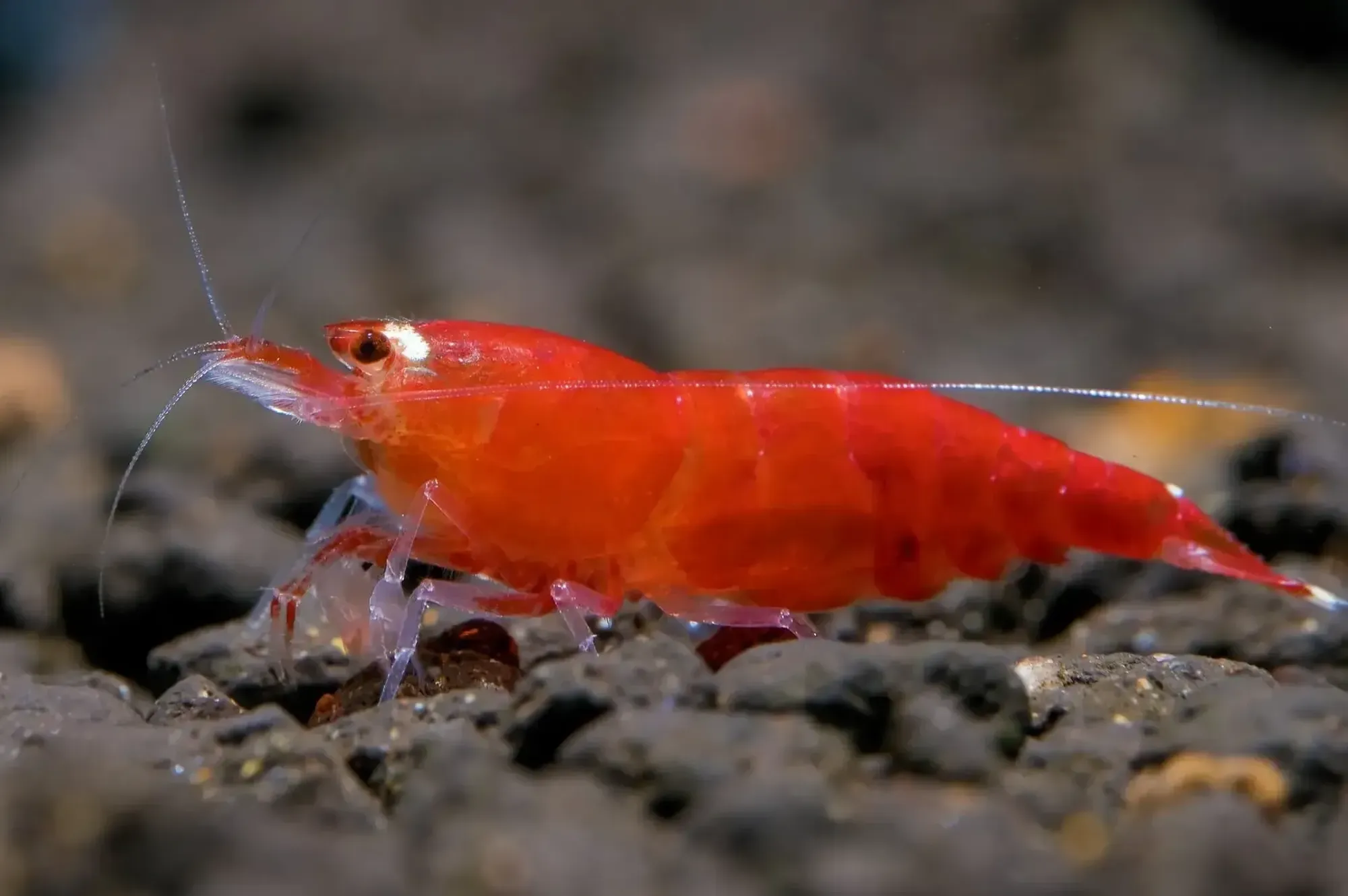 파일:super_crystal_red_shrimp.webp