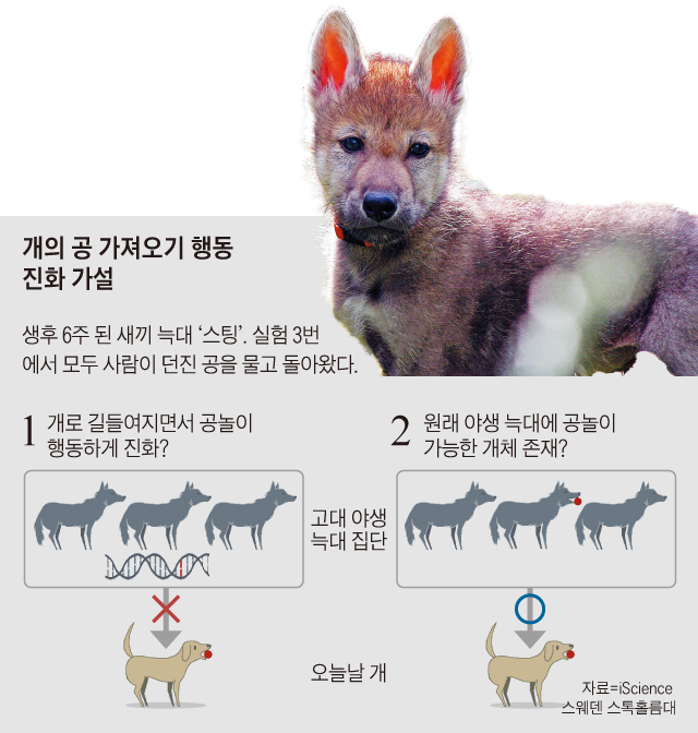 파일:개와 늑대.png