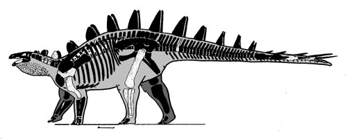파일:Chialingosaurus_skeleton.jpg
