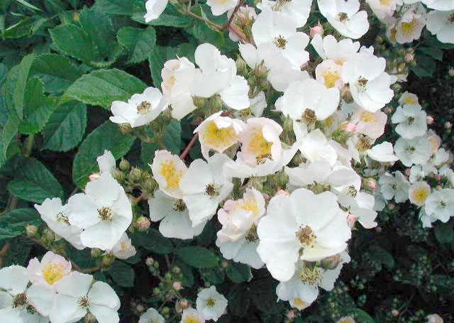 파일:Rosa-multiflora2.jpg