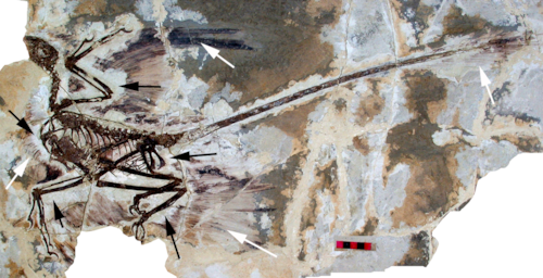 파일:external/upload.wikimedia.org/Microraptor_gui_holotype.png