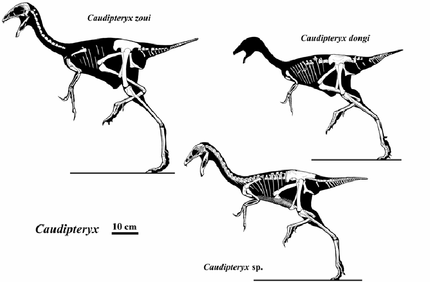 파일:external/upload.wikimedia.org/Caudipteryx.gif