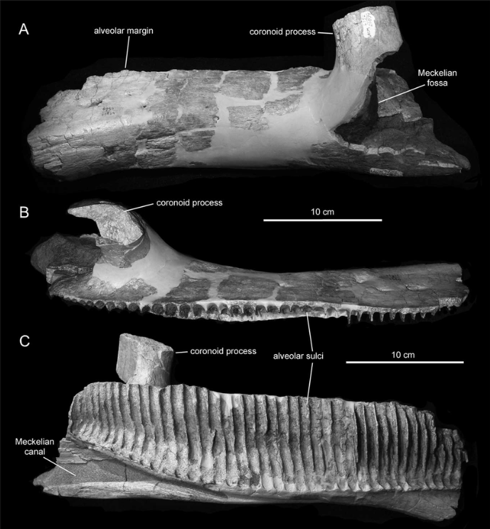 파일:Magnapaulia-laticaudus-LACM-20874-left-dentary-Dentary-in-lateral-A-dorsal-B-and.png