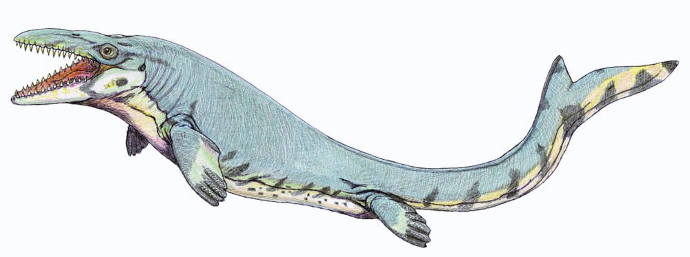 파일:external/upload.wikimedia.org/1280px-Mosasaurus_beaugei1DB.jpg