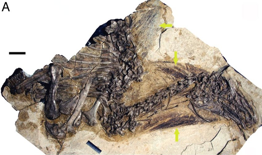 파일:Beipiaosaurus_fossil_specimen.png
