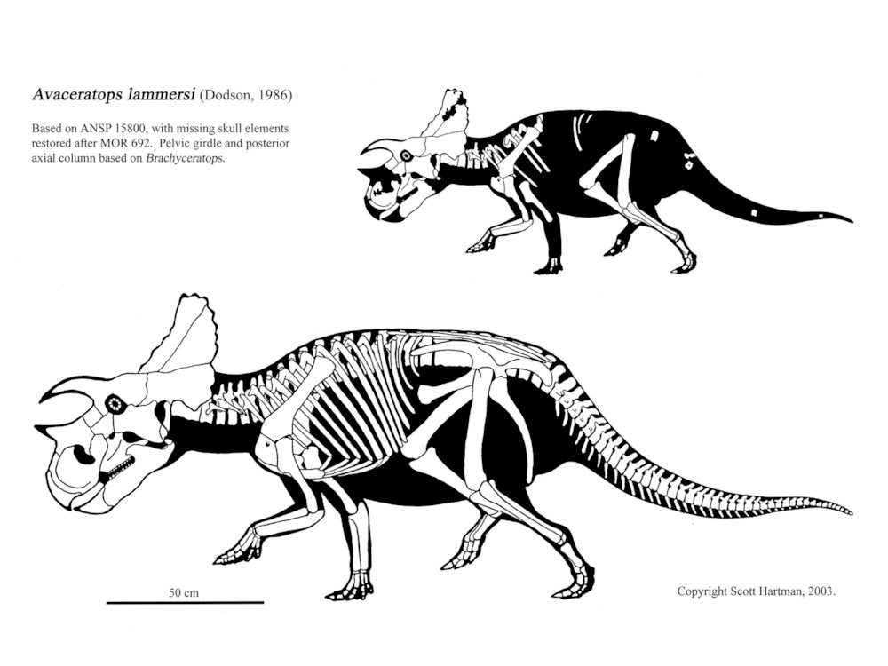 파일:Avaceratops lammersi.jpg