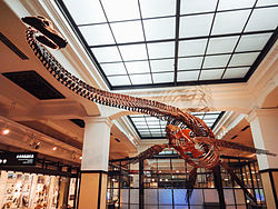 파일:external/upload.wikimedia.org/250px-National_Museum_of_Nature_and_Science-_Futabasaurus.jpg
