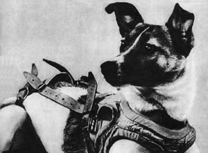 파일:Laika_(Soviet_dog).jpg