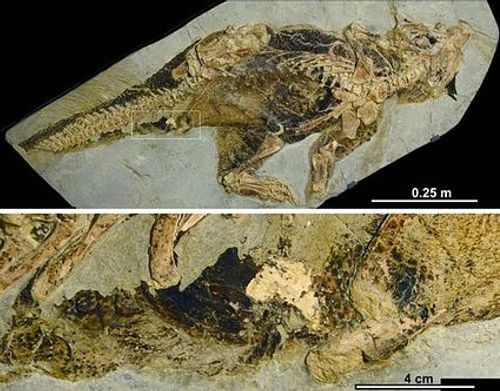 파일:Psittacosaurus-Specimen-777x609.jpg