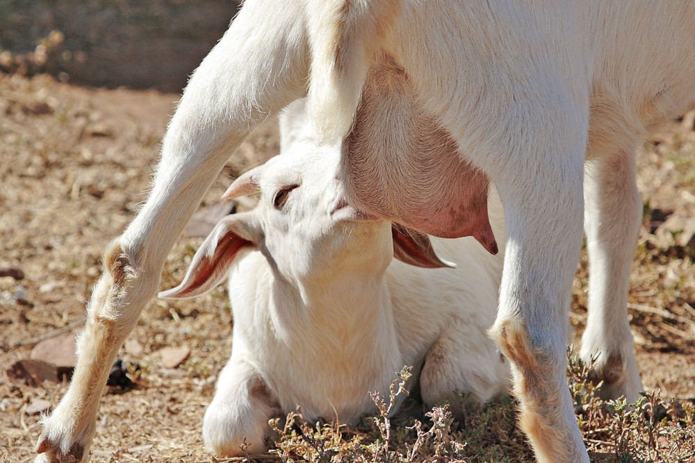 파일:1280px-Goat_kid_feeding_on_mothers_milk.jpg