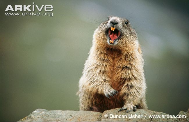 파일:external/cdn2.arkive.org/Alpine-marmot-vocalising.jpg
