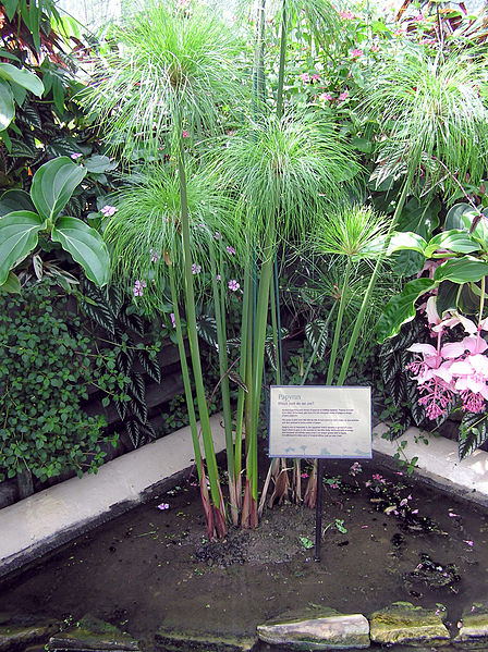 파일:external/upload.wikimedia.org/448px-Kew.gardens.papyrus.plant.arp.jpg