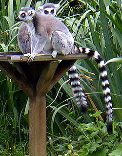 파일:external/upload.wikimedia.org/250px-Ring_tailed_lemurs.jpg
