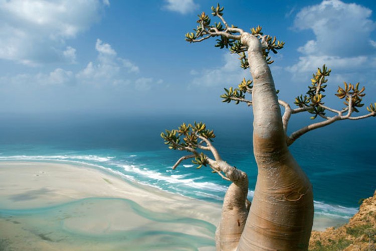 파일:Socotra Island 001.jpg
