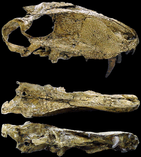 파일:eotitanosuchus_skull.png