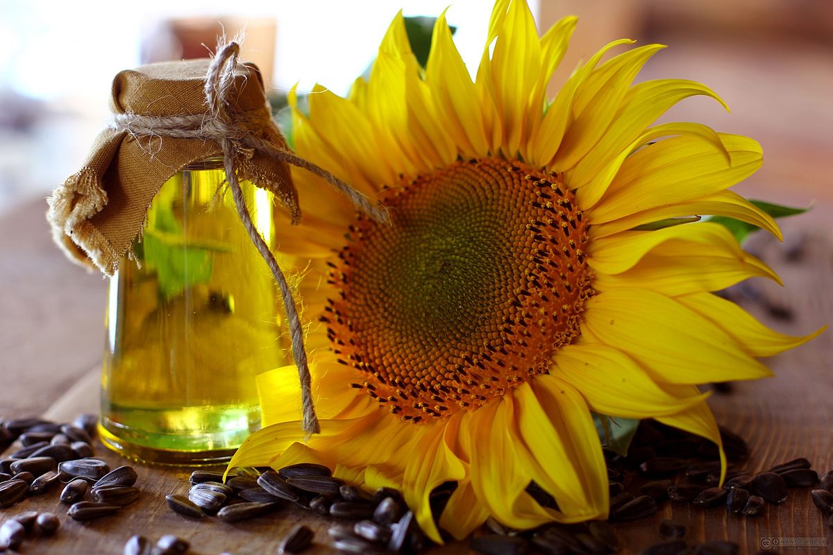 파일:Sunflower_oil_and_sunflower.jpg