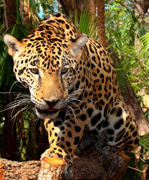 파일:external/upload.wikimedia.org/Junior-Jaguar-Belize-Zoo.jpg