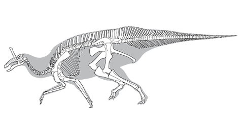 파일:MM-tsintaosaurus-skeleton.png