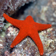 파일:external/i.istockimg.com/stock-photo-5131775-red-starfish.jpg