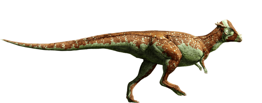 파일:jurassic_world__pachycephalosaurus_by_sonichedgehog2-d8qh0wl.png