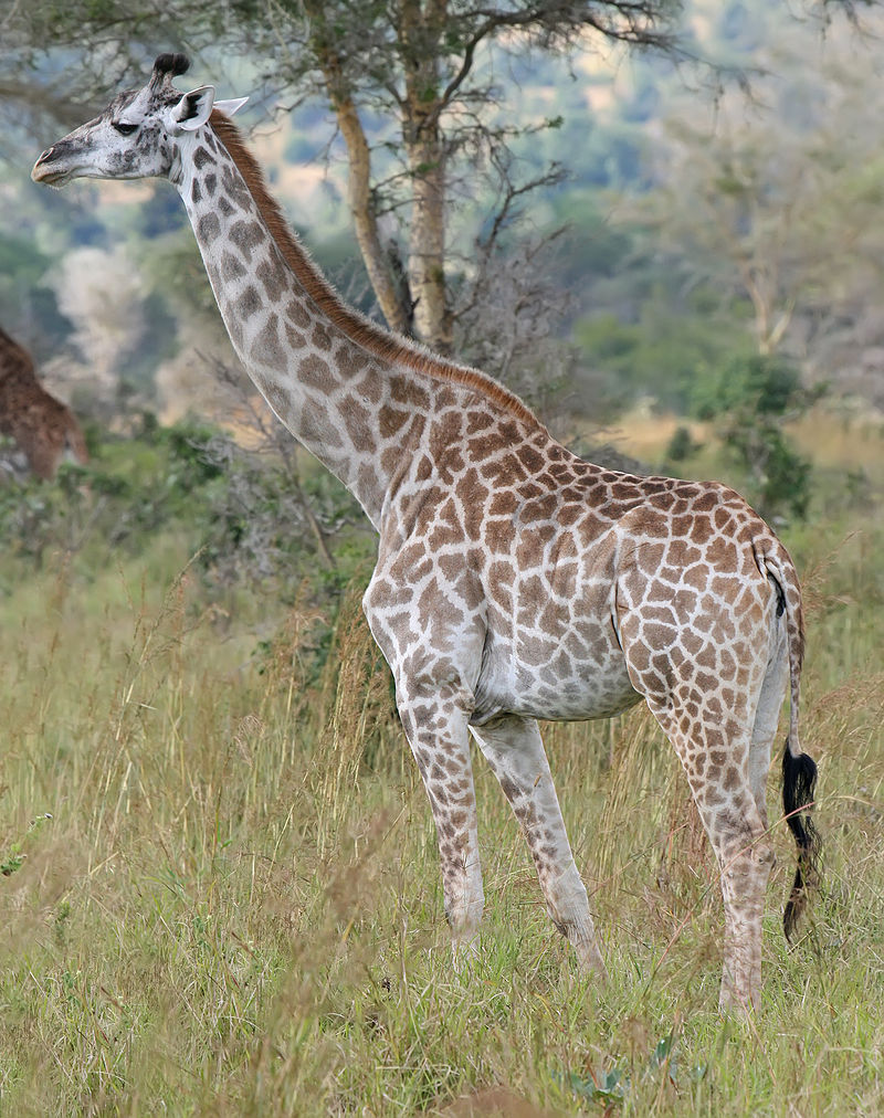 파일:external/upload.wikimedia.org/800px-Giraffe_Mikumi_National_Park.jpg