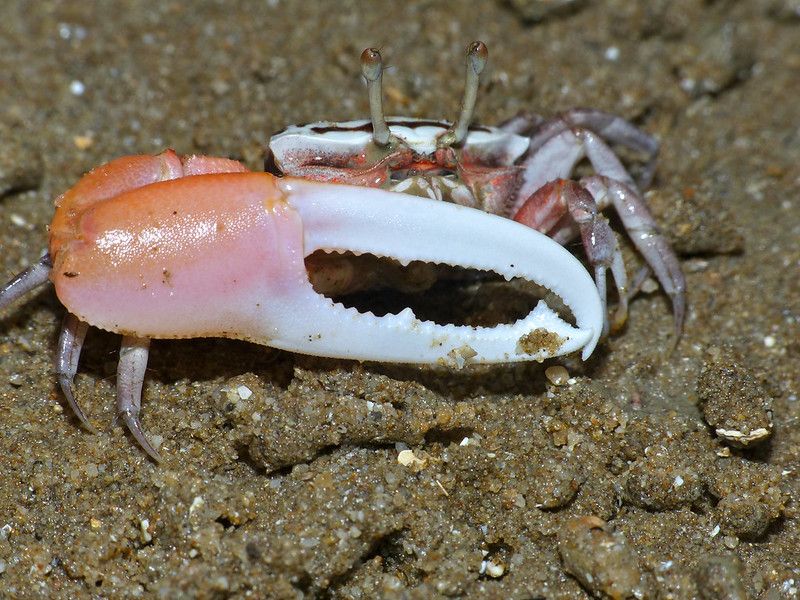 파일:ring-legged fiddler crab.jpg