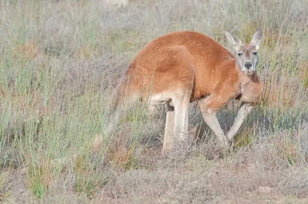 파일:red kangaroo.jpg