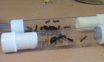 파일:개미 별사탕 사육장.jpg