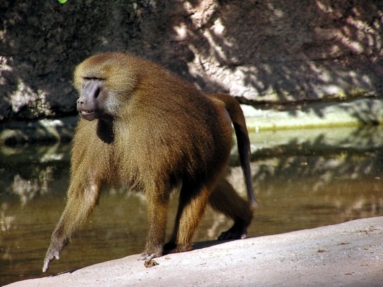 파일:external/upload.wikimedia.org/Male_Guinea_Baboon_in_Nuremberg_Zoo.jpg
