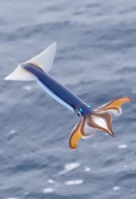 파일:japanese-flying-squid.jpg