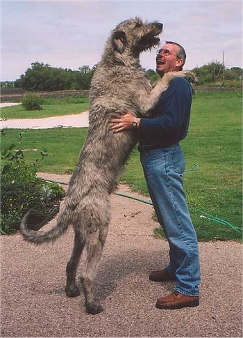 파일:Irish Wolfhound.jpg