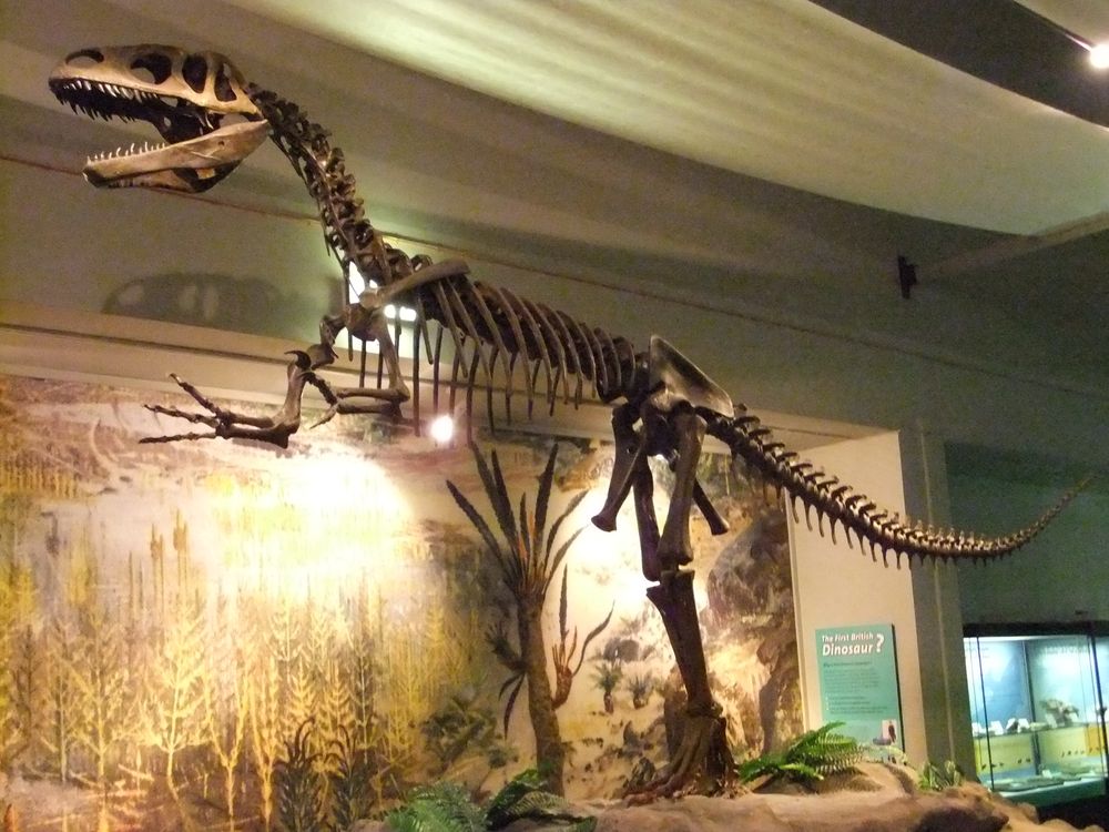 파일:external/upload.wikimedia.org/Megalosaurus%2C_World_Museum_Liverpool_%282%29.jpg